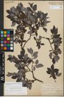 Foto von Salix myrsinifolia Salisb. x Salix phylicifolia L.